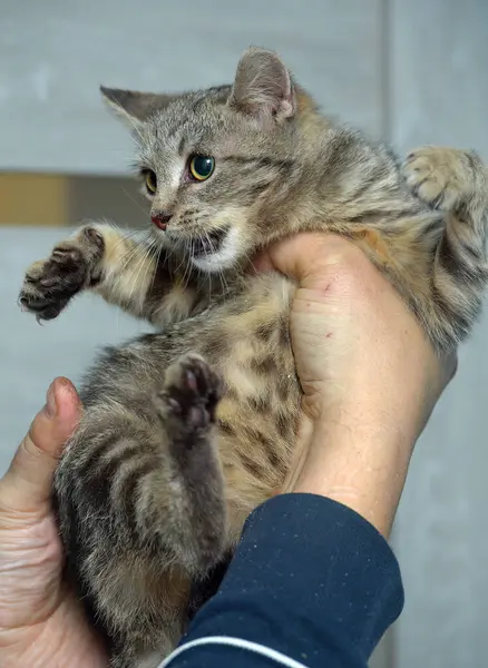 害怕的胖胖的小猫在手里的动物庇护所 — 图库照片