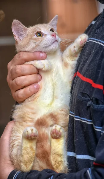 Lindo Rojo Con Blanco Gato Brazos Cerca — Foto de Stock