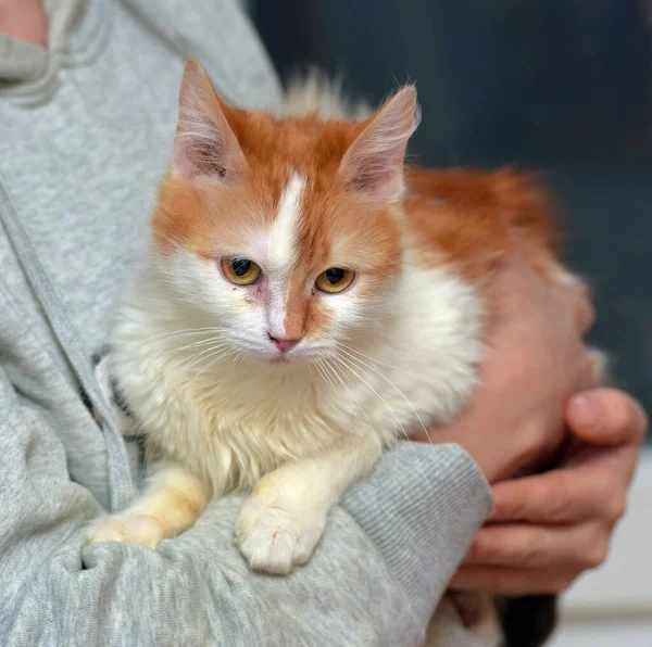 Niedlich Rot Mit Weißer Katze Den Armen Aus Nächster Nähe — Stockfoto