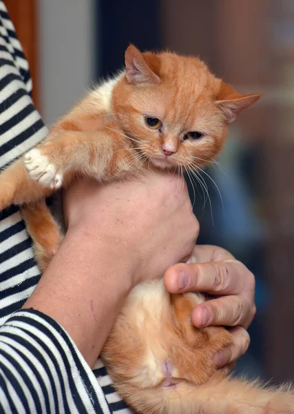 Cute Merah Dengan Kucing Putih Lengan Dekat — Stok Foto