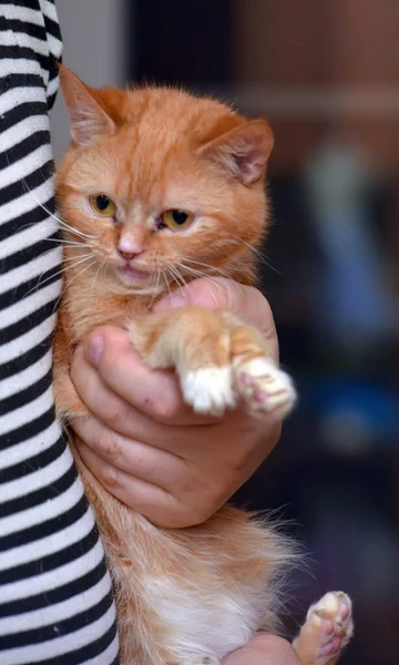 Sevimli Kırmızı Kollarında Beyaz Kedi Yaklaş — Stok fotoğraf