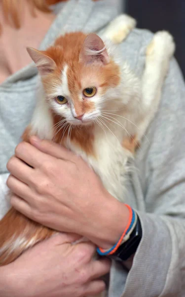 Cute Merah Dengan Kucing Putih Lengan Dekat — Stok Foto