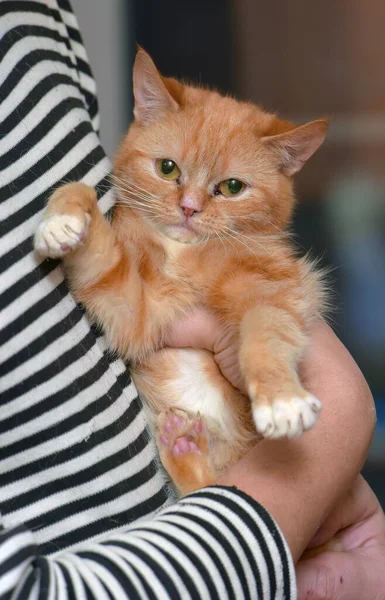 Lindo Rojo Con Blanco Gato Brazos Cerca —  Fotos de Stock