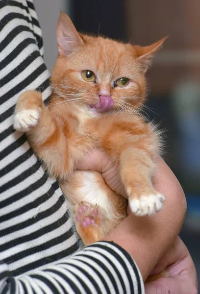 Bonito Vermelho Com Branco Gato Braços Perto — Fotografia de Stock