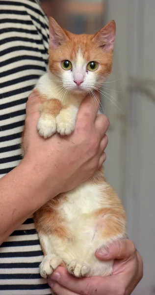 Lindo Rojo Con Blanco Gato Brazos Cerca — Foto de Stock