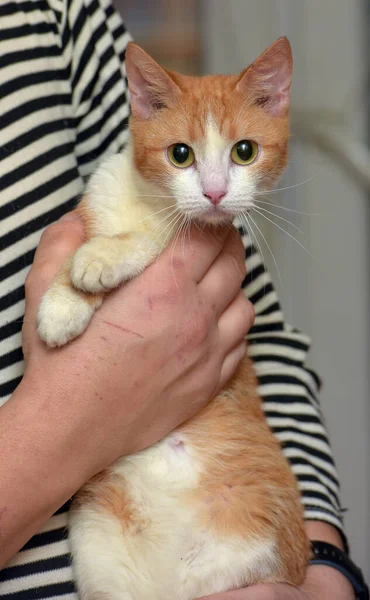 Lindo Rojo Con Blanco Gato Brazos Cerca — Foto de Stock