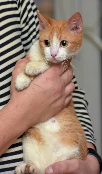 Lindo Rojo Con Blanco Gato Brazos Cerca — Foto de Stock