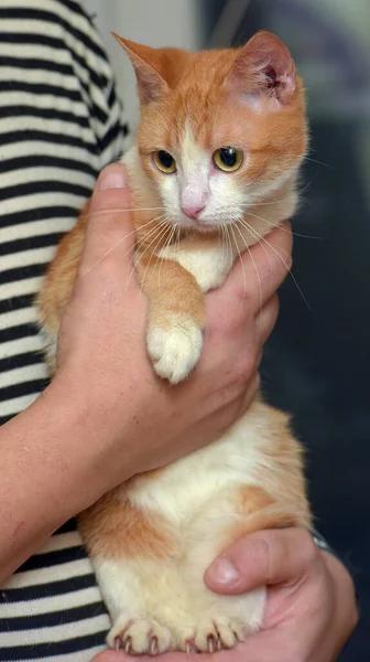 Lindo Rojo Con Blanco Gato Brazos Cerca — Foto de Stock