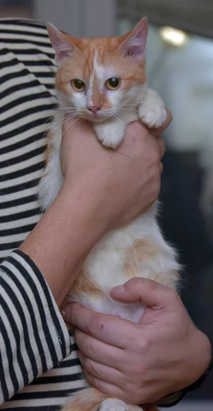 Lindo Rojo Con Blanco Gato Brazos Cerca — Foto de Stock