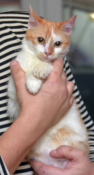 Lindo Rojo Con Blanco Gato Brazos Cerca — Foto de Stock