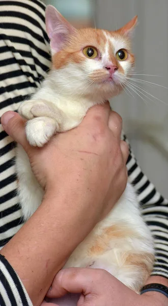 Lindo Rojo Con Blanco Gato Brazos Cerca — Foto de Stock