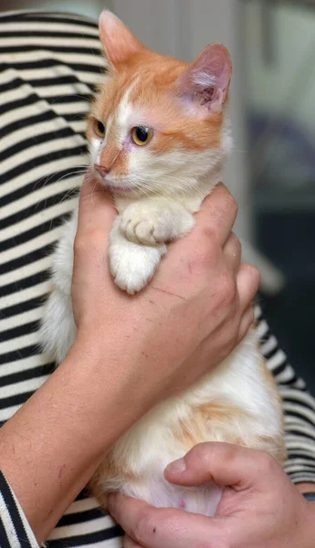 Lindo Rojo Con Blanco Gato Brazos Cerca — Foto de Stock