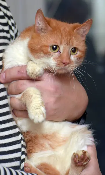 Lindo Rojo Con Blanco Gato Brazos Cerca — Foto de Stock