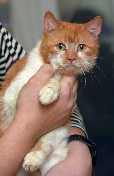 Cute Merah Dengan Kucing Putih Lengan Dekat — Stok Foto