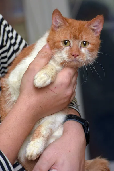 Cute Merah Dengan Kucing Putih Lengan Dekat — Stok Foto