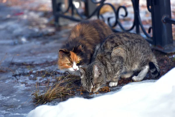 unhappy stray cats eat outside in winter close up