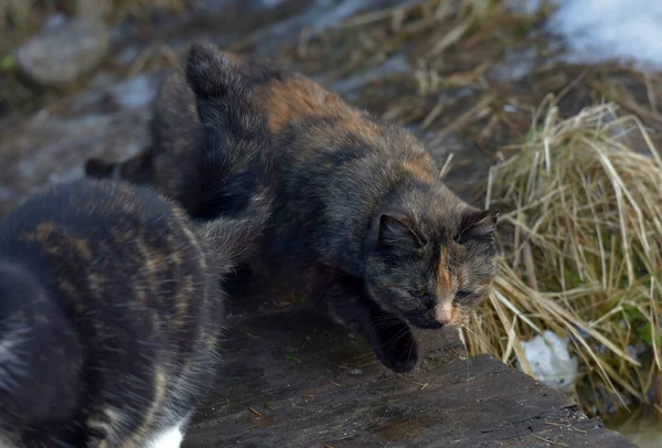 unhappy stray cats eat outside in winter close up