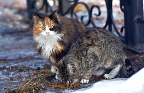 unhappy stray cats eat outside in winter close up