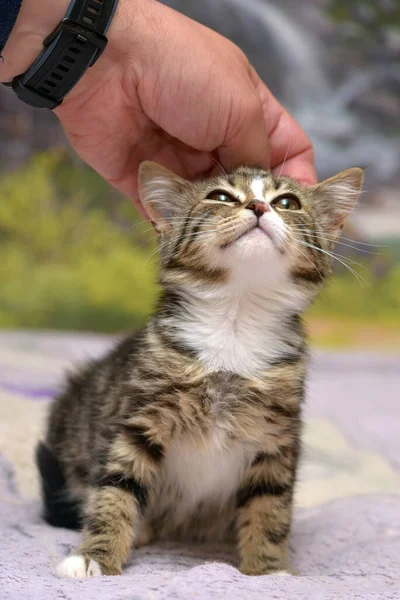 Schattig Tabby Met Wit Katje Met Grote Ogen — Stockfoto