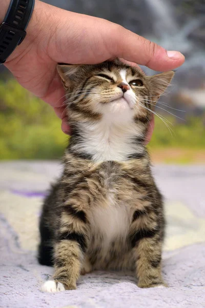 Cute Tabby White Kitten Big Eyes — Stock Photo, Image