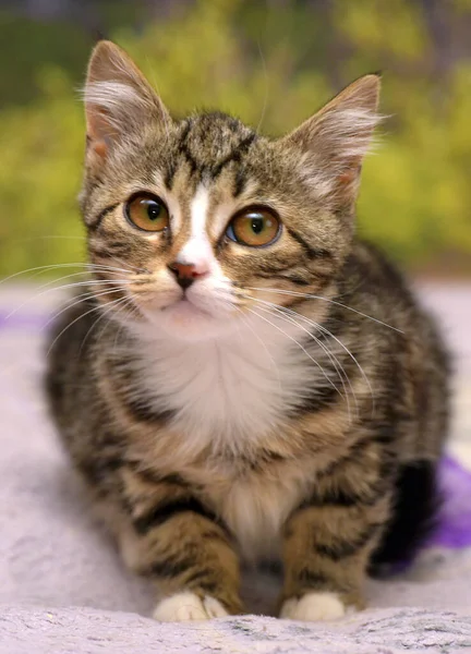 Bonito Tabby Com Branco Gatinho Com Grandes Olhos — Fotografia de Stock