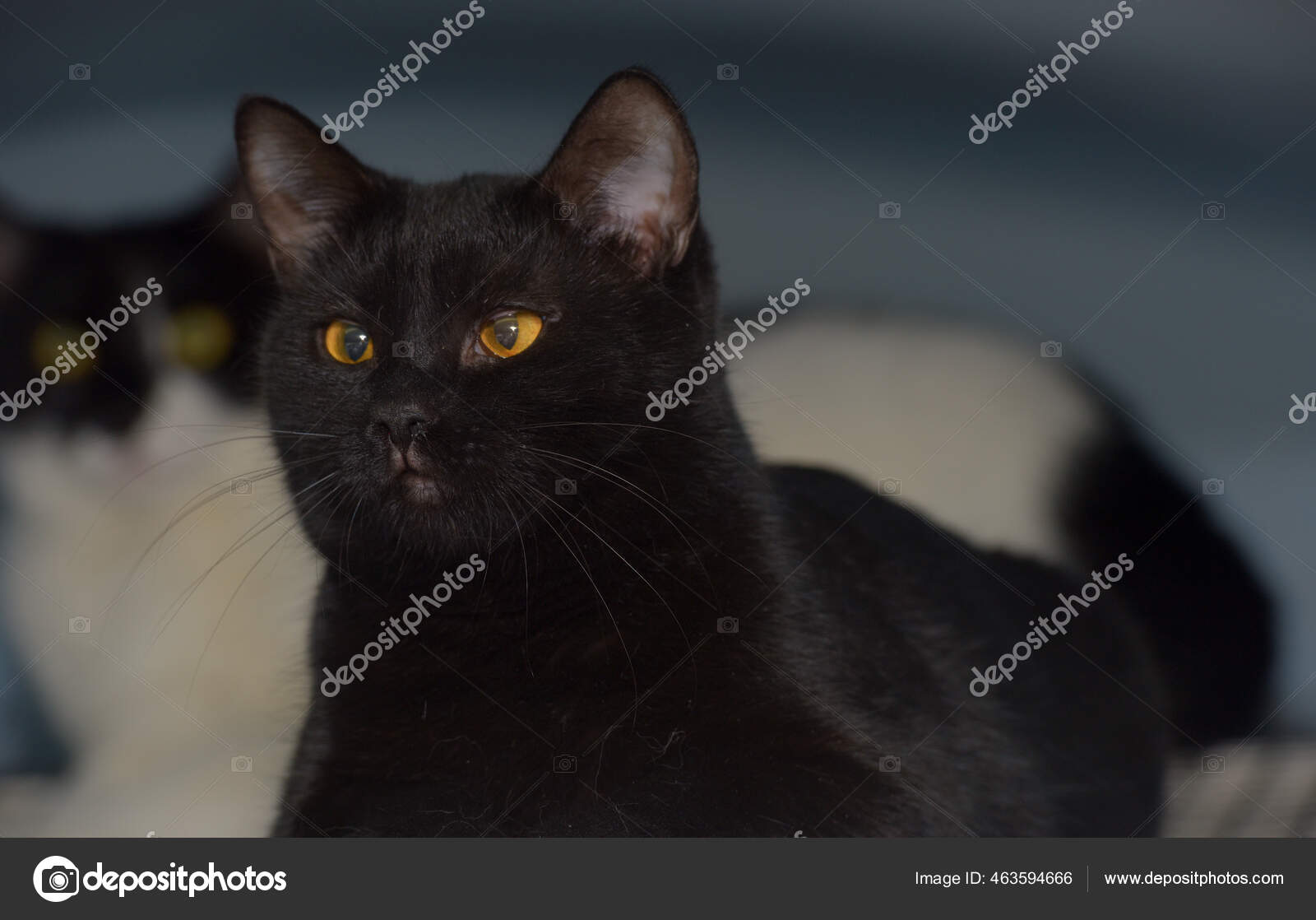 Chat Noir Poil Court Aux Yeux Jaunes Gros Plan Image Libre De Droit Par Evdoha C