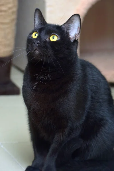 Gato Pelo Corto Negro Con Ojos Amarillos Cerca —  Fotos de Stock