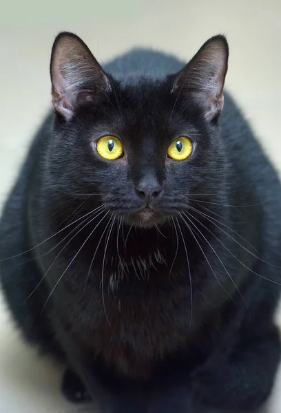 Gato Pelo Corto Negro Con Ojos Amarillos Cerca —  Fotos de Stock