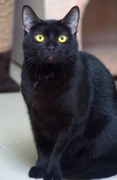 Gato Pelo Corto Negro Con Ojos Amarillos Cerca —  Fotos de Stock