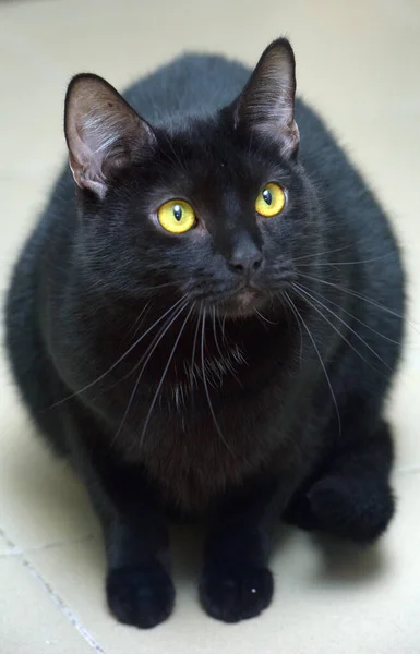 Черный Короткошерстный Кот Жёлтыми Глазами — стоковое фото