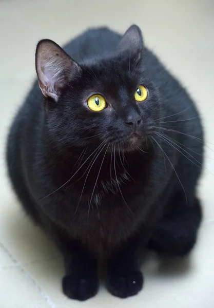 Черный Короткошерстный Кот Жёлтыми Глазами — стоковое фото