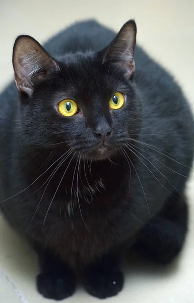 Gato Pelo Corto Negro Con Ojos Amarillos Cerca —  Fotos de Stock