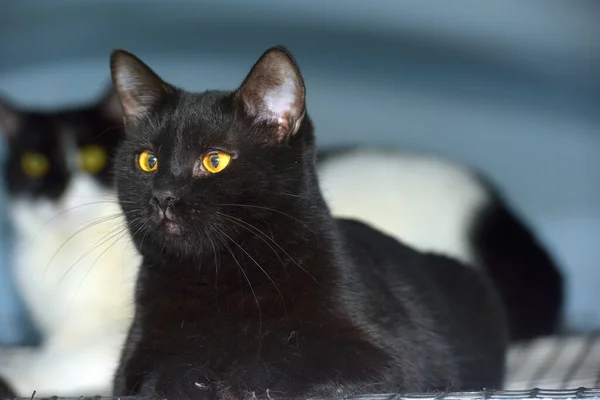 Czarny Krótkowłosy Kot Żółtymi Oczami Zbliżenie — Zdjęcie stockowe