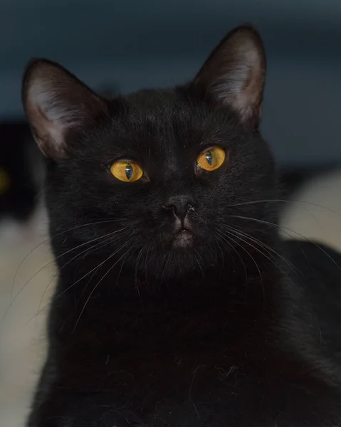 Gato Pelo Corto Negro Con Ojos Amarillos Cerca — Foto de Stock