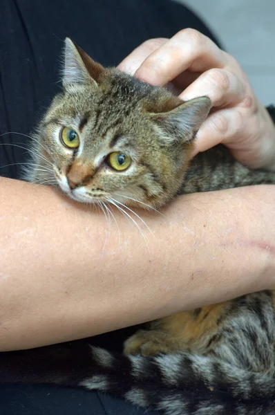 Söt Liten Tabby Katt Med Uttrycksfulla Ögon Hennes Armar — Stockfoto