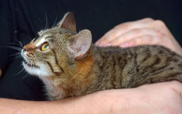 Kucing Kecil Lucu Dengan Mata Ekspresif Pada Lengannya — Stok Foto