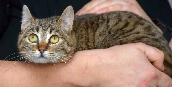 Kucing Kecil Lucu Dengan Mata Ekspresif Pada Lengannya — Stok Foto