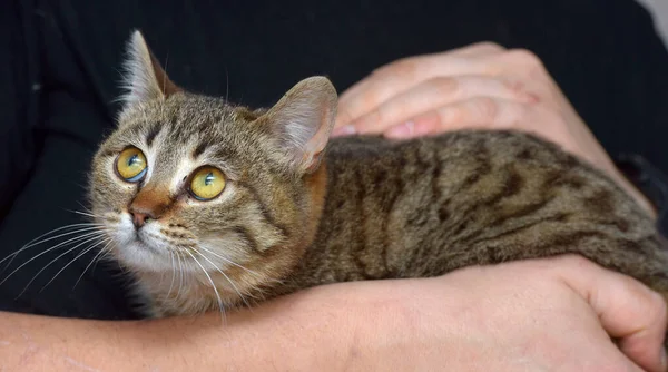 Kucing Kecil Lucu Dengan Mata Ekspresif Pada Lengannya — Stok Foto