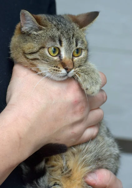 Bonito Pouco Tabby Gato Com Expressivos Olhos Seus Braços — Fotografia de Stock