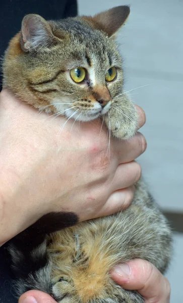 Schattig Klein Tabby Kat Met Expressieve Ogen Haar Armen — Stockfoto