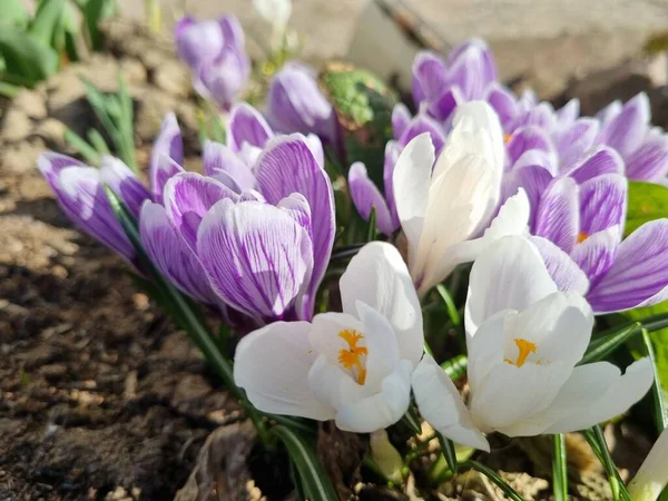 Virágzó Lila Fehér Crocus Tavasszal Közeli — Stock Fotó