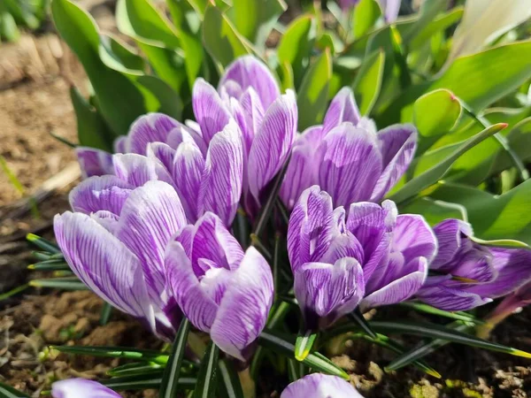 Florescendo Roxo Branco Crocus Primavera Perto — Fotografia de Stock