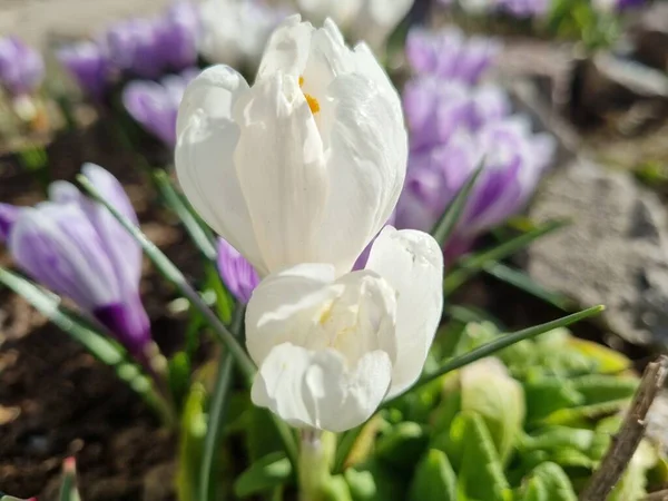 Virágzó Lila Fehér Crocus Tavasszal Közeli — Stock Fotó
