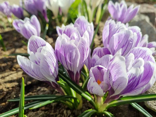 Ανθισμένα Μωβ Και Λευκά Crocus Την Άνοιξη Από Κοντά — Φωτογραφία Αρχείου