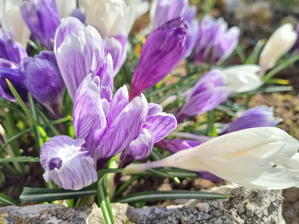 Floración Púrpura Blanco Azafrán Primavera Cerca — Foto de Stock