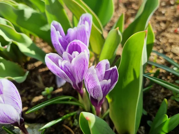 Virágzó Lila Fehér Crocus Tavasszal Közeli — Stock Fotó