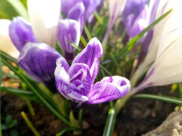 Ανθισμένα Μωβ Και Λευκά Crocus Την Άνοιξη Από Κοντά — Φωτογραφία Αρχείου