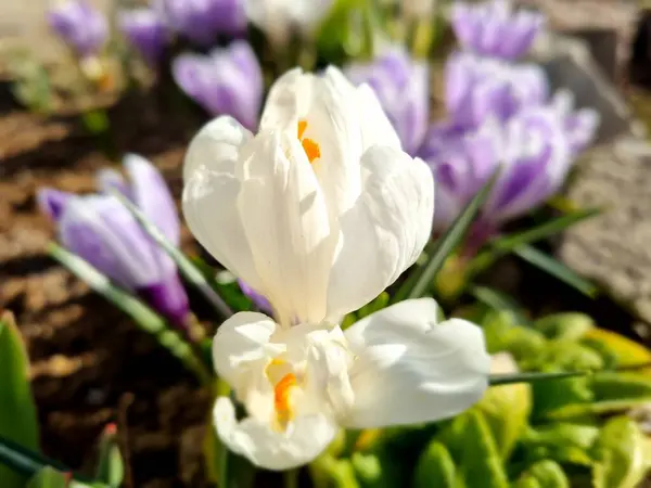 Ανθισμένα Μωβ Και Λευκά Crocus Την Άνοιξη Από Κοντά — Φωτογραφία Αρχείου