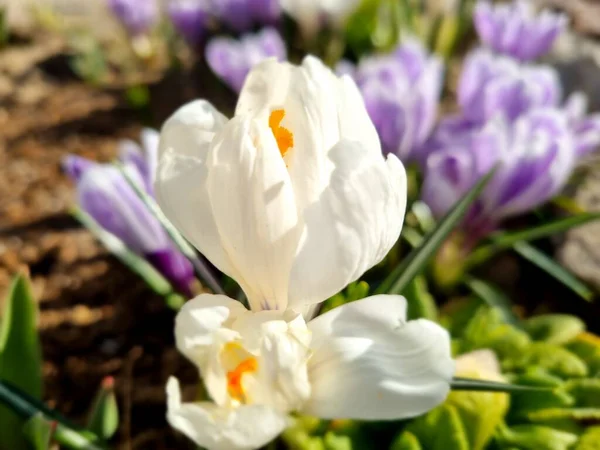 Ανθισμένα Μωβ Και Λευκά Crocus Την Άνοιξη Από Κοντά — Φωτογραφία Αρχείου