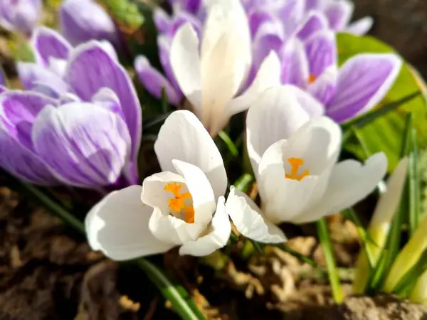 Virágzó Lila Fehér Crocus Tavasszal Közeli — Stock Fotó